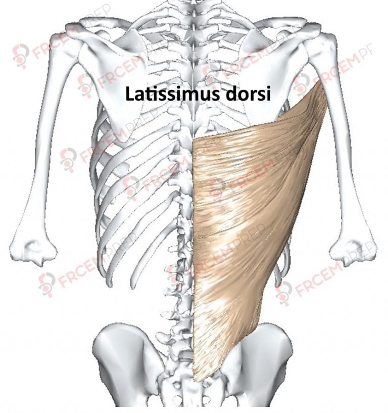 Latissimus Dorsi Muscle Frcem Prep