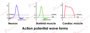 Action potential - FRCEM prep