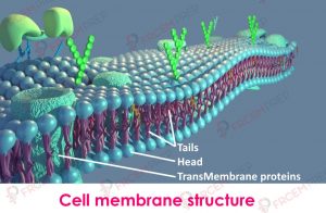 Membrane structure and membrane transport - FRCEM prep