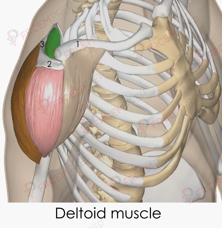 Deltoid muscle - FRCEM prep