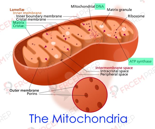 The mitochondria