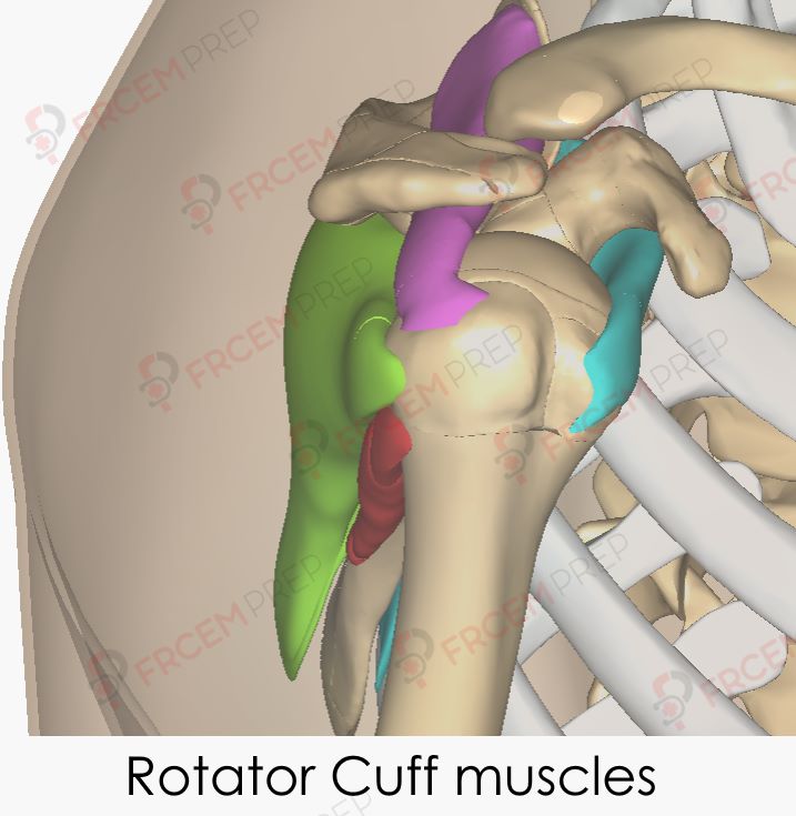 Rotator cuff muscles