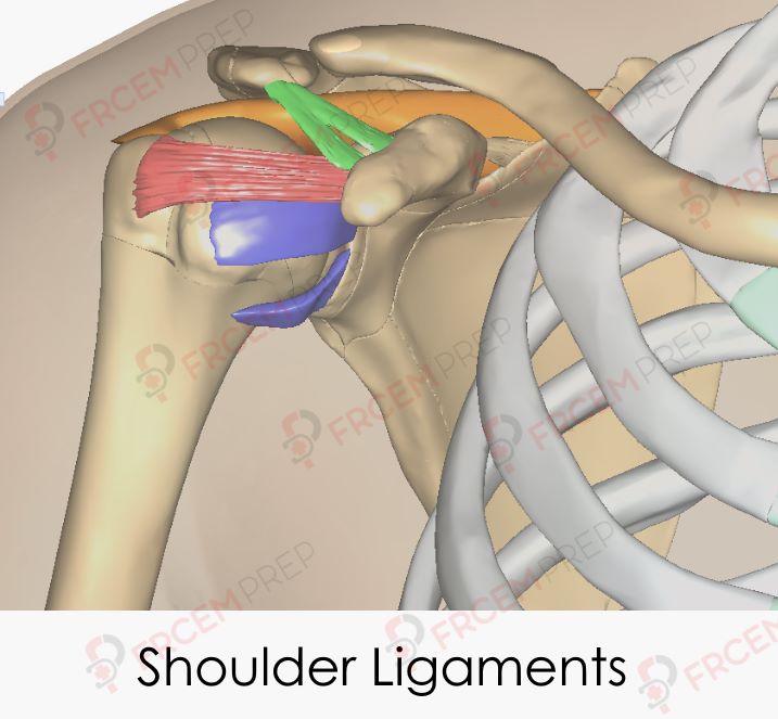 Shoulder ligaments