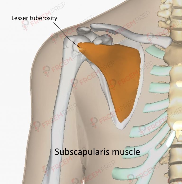 Subscapularis muscle - FRCEM prep