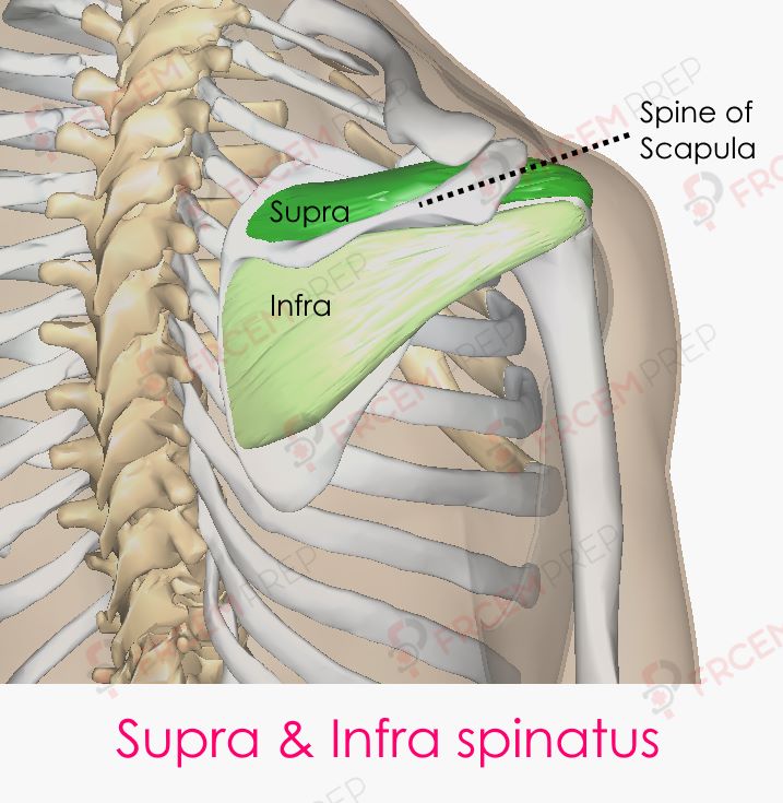 Supraspinatus Origin Insertion Innervation Action Ken Vrogue Co