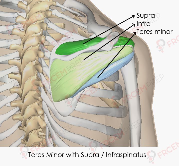 teres minor origin and insertion