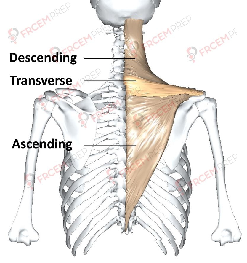 Trapezius Muscle Diagram