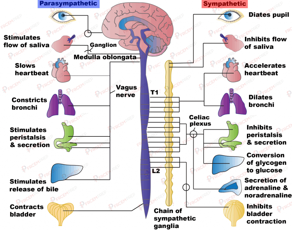 Autonomic nervous system - FRCEM prep